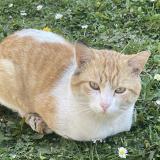 Picture of cat lost at Goussainville