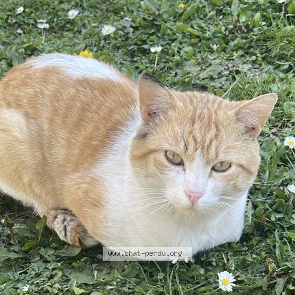 Photo 1/1 Cacahuète Chat lost in Goussainville