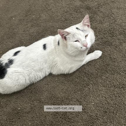 Photo 1/1 Sushi Chat lost in Helendale