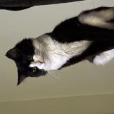 Picture of cat lost at Orlando