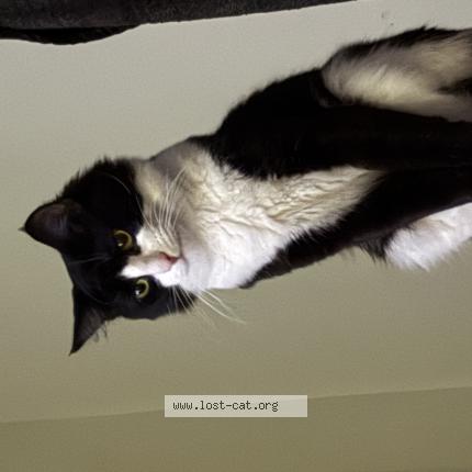 Photo 1/1 Grumpy Chat lost in Orlando