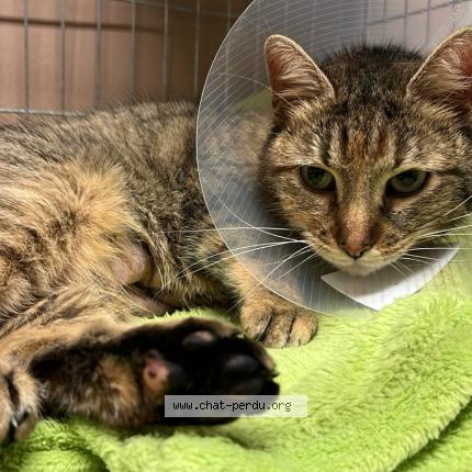 Photo 1/1 Tigrette Cat lost in Houilles