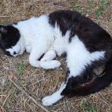 Picture of cat lost at Colomiers