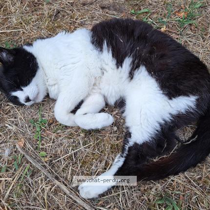 Photo 1/1 Lounty Chat lost in Colomiers