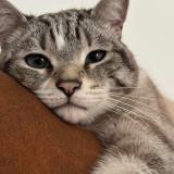 Picture of cat lost at Chenee