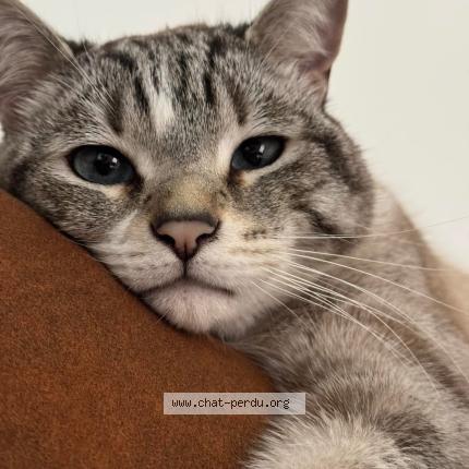 Photo 1/1 Matoaka Chat lost in Chenee