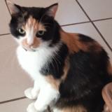 Picture of cat lost at Macon