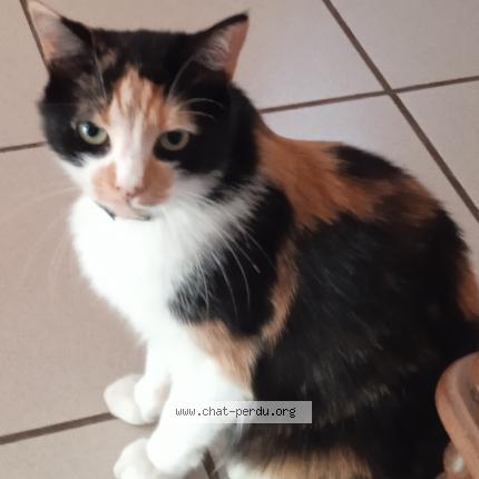 Photo 1/1 Plume Chat lost in Macon