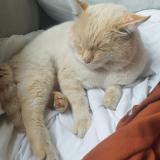 Picture of cat lost at Livry Gargan