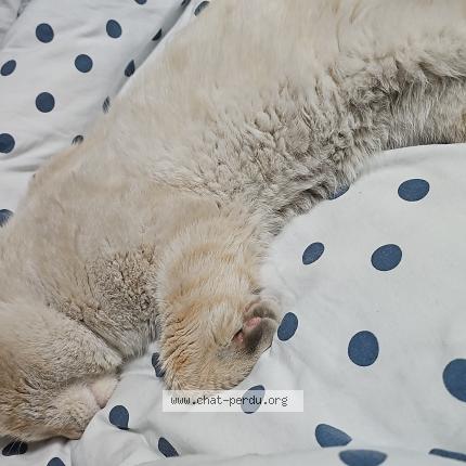 Photo 2/3 John snow Chat lost in Livry gargan