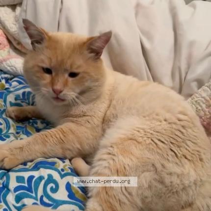 Photo 3/3 John snow Chat lost in Livry gargan