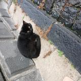 Picture of cat found at Clermont Ferrand