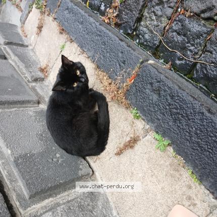 Photo 1/1 Found cat Found in Clermont ferrand