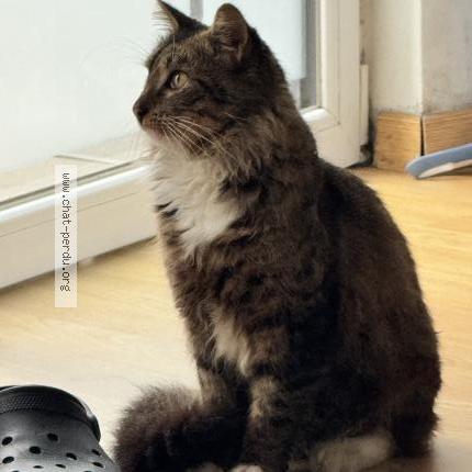 Photo 1/1 Found cat Found in Lille