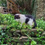 Picture of cat found at Ploneour Lanvern