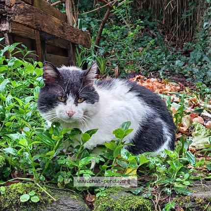 Photo 2/5 Found cat Found in Ploneour lanvern
