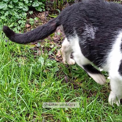 Photo 3/5 Found cat Found in Ploneour lanvern