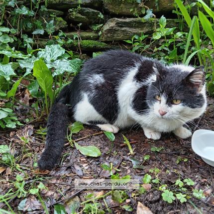 Photo 4/5 Found cat Found in Ploneour lanvern