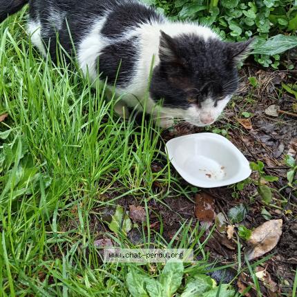 Photo 5/5 Found cat Found in Ploneour lanvern