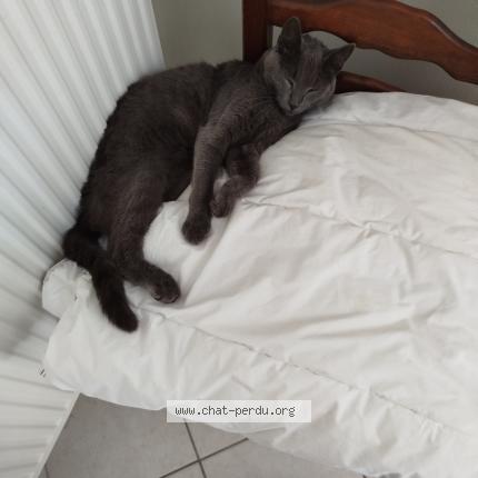 Photo 1/1 Yoda Chat lost in St leger sur dheune