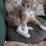 Picture of cat lost at Villeneuve Le Roi