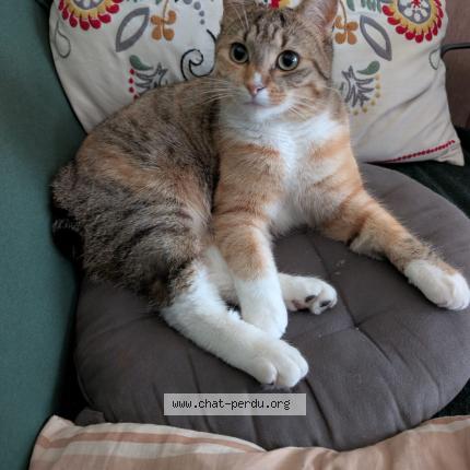 Photo 1/1 Ayra Chat lost in Villeneuve le roi