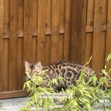 Photo 1/1 Found cat Found in Villejuif