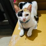 Picture of cat lost at Mumbai