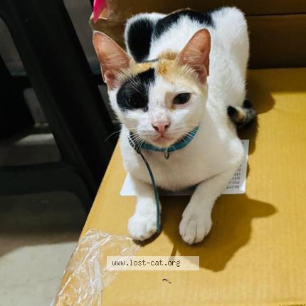 Photo 1/1 KANNU Chat lost in Mumbai