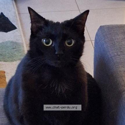 Photo 1/1 Kirby Chat lost in Lyon