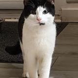 Picture of cat found at Joue Les Tours