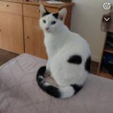 Picture of cat lost at Izon