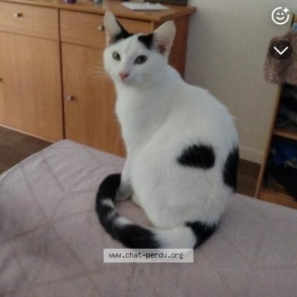 Photo 1/1 Vanessa Rougeau Chat lost in Izon