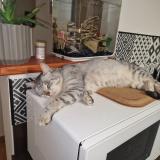 Picture of cat lost at Venansault