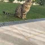 Picture of cat lost at Saint Dionisy