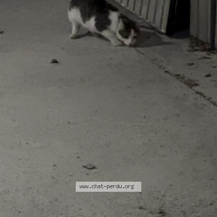 Photo 1/1 Found cat Found in Saint etienne