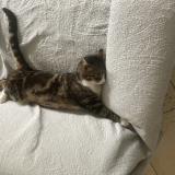 Picture of cat lost at Ardillieres