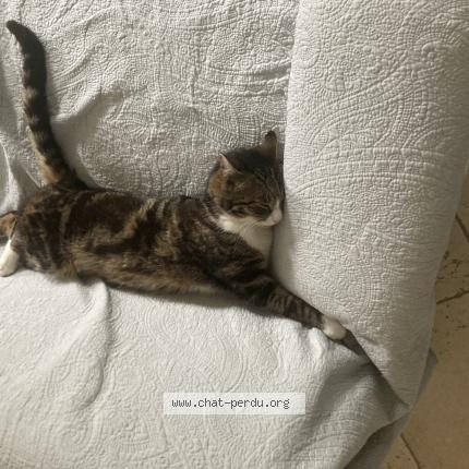 Photo 1/1 Filou Chat lost in Ardillieres