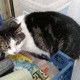 Picture of cat found at Chambly