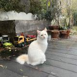 Picture of cat lost at Schaerbeek