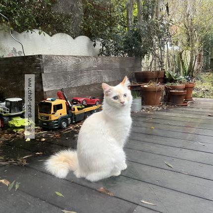 Photo 1/1 Albus Chat lost in Schaerbeek