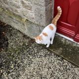 Picture of cat found at Le Parc