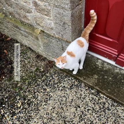 Photo 1/1 Found cat Found in Le parc