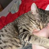 Picture of cat lost at Meistratzheim