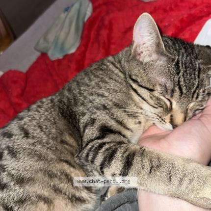 Photo 1/1 Athena Chat lost in Meistratzheim