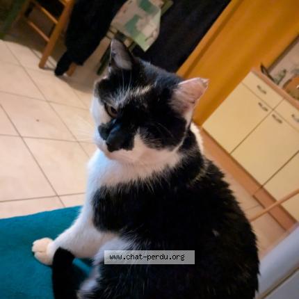 Photo 1/1 Felix Chat lost in Missillac