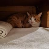 Picture of cat lost at Chelles