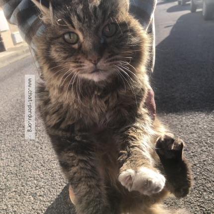 Photo 1/1 Found cat Found in Bages