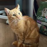 Picture of cat lost at Alicante