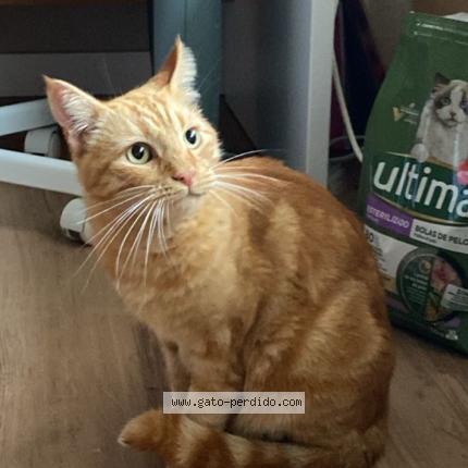 Photo 1/1 Laure Chat lost in Alicante